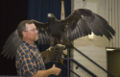 Golden eagle (Aquila Chrysaetos)