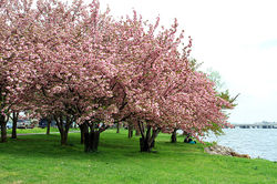 Cherry Blossom 1.jpg