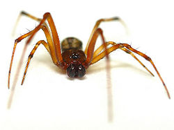 Common House Spider Main.jpg