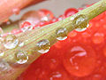 Gladiolus (Gladiolus)