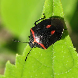 Hemiptera2.jpg