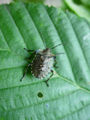 Forest Bug (Pentatoma rufipes) Superfamily: Pentatomoidea Family: Pentatomidae