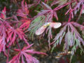 Japanese maple (Acer palmatum)