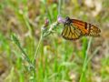 Common-name (species name) Subtaxa:name