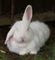 Thumbnail for version as of 20:31, 12 December 2006