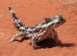 Thorny Devil.jpg