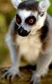 Ring-tailed lemur (Lemur catta) Family: Lemuridae