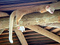 Golden Palm Civet (Paradoxurus zeylonensis)