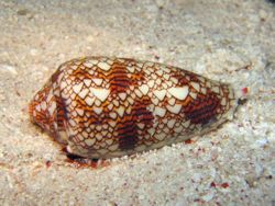 800px-Textile cone.JPG.jpg
