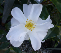 Camellia-1.png
