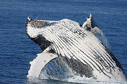 Humpback Whale.jpg