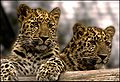 Amur Leopard (P. p. orientalis)