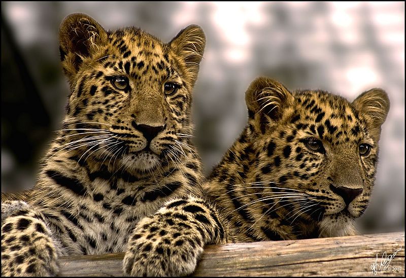 File:Little leopards.jpg