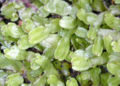 (Conocephalum conicum)
