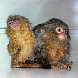 Monkeys.jpg