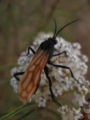 The Red Wings Of A Tarantula Hawk