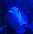 at the Blue Reef Aquarium at Tynemouth