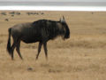 Wildebeest (Connochaetes taurinus) Subfamily: Alcelaphinae