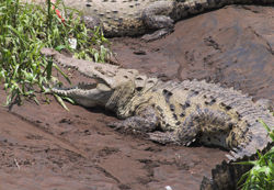 AmericanCrocodile.jpg