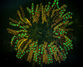 Thumbnail for version as of 01:08, 24 April 2008