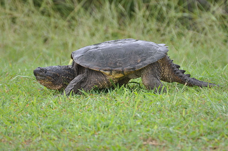 File:Common Snapping Turtle Picture.jpg