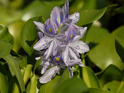 Eichhornia crassipes.jpg