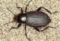 Darkling beetle (Eleodes Dorsal) Family: Tenebrionidae