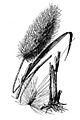 Sugarcane plumegrass (Saccharum giganteum)