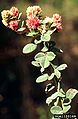Hairy lespedeza (Lespedeza hirta )