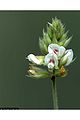 Hairy lespedeza (L. Hirta ) Genus: Lespedeza
