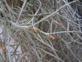 Thumbnail for version as of 17:18, 4 June 2007