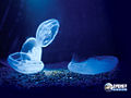 Moon Jellyfish (Aurelia Aurita ) Subtaxa:name