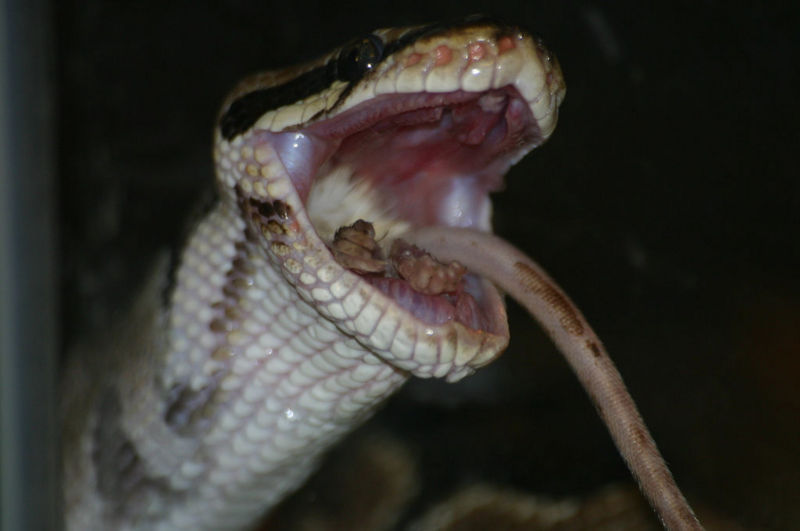 File:13501756 a3bb0af5f4 b.jpg
