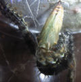 Unidentified butterfly larvae with a chrysalis