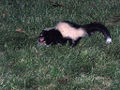 Squirrel Dinner for a Skunk (Mammal)