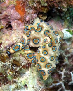 230px-Hapalochlaena lunulata2.jpg
