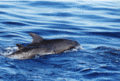 Bottlenose Dolphin