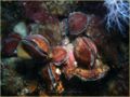 Brachiopoda