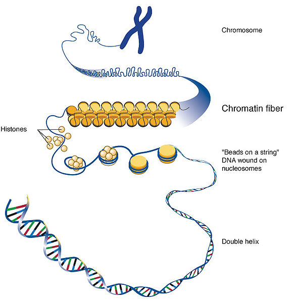 Ficheiro:Chromatin lg.jpg