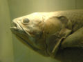 Close up of Coelacanth head