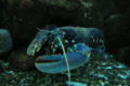 European Lobster (H. gammarus) Genus: Homarus