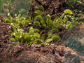 Venus Flytrap (species name) Subtaxa:name