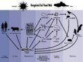 Rangeland soil food web