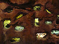 Thumbnail for version as of 20:39, 23 February 2011