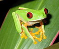 Red-eyed tree frog (Agalchnis callidryas) Order: Anura