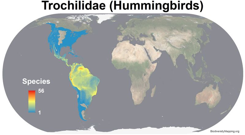 File:Birds Trochilidae hi res.jpg
