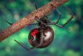 Black Widow Spider (L. mactans ) Genus:Latrodectus