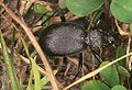 Snail-Eating Ground Beetle (C. Caraboides) Genus: Cychrus