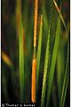 Narrowleaf Cattail (Typha angustifolia)