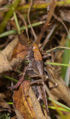 Grey bush cricket (Platycleis albopunctata) Family: Tettigoniidae